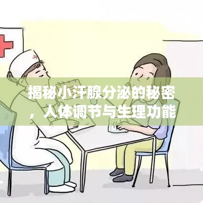 揭秘小汗腺分泌的秘密，人体调节与生理功能的深度解析