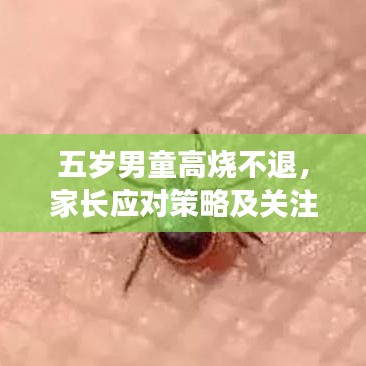 五岁男童高烧不退，家长应对策略及关注重点