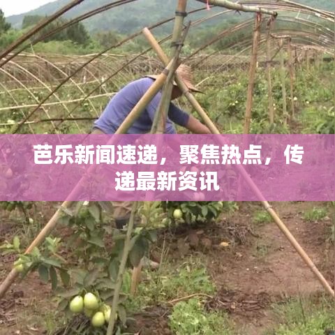 芭乐新闻速递，聚焦热点，传递最新资讯