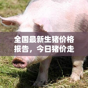 全国最新生猪价格报告，今日猪价走势分析