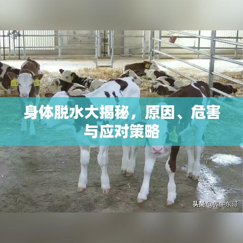 身体脱水大揭秘，原因、危害与应对策略