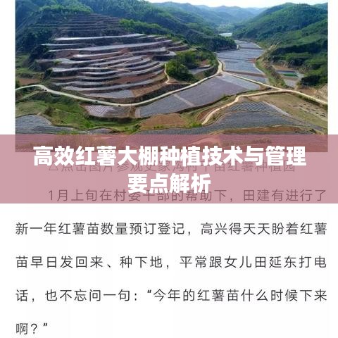 高效红薯大棚种植技术与管理要点解析
