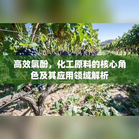 高效氯酚，化工原料的核心角色及其应用领域解析