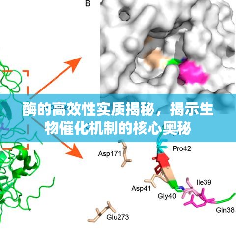 酶的高效性实质揭秘，揭示生物催化机制的核心奥秘