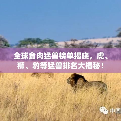 全球食肉猛兽榜单揭晓，虎、狮、豹等猛兽排名大揭秘！
