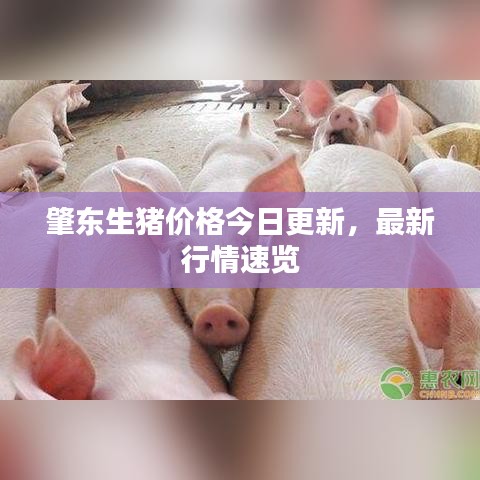 肇东生猪价格今日更新，最新行情速览