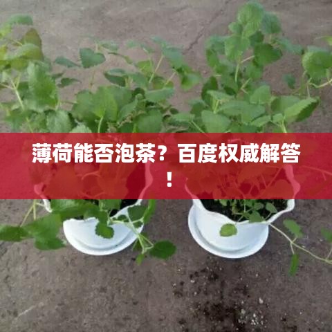 薄荷能否泡茶？百度权威解答！