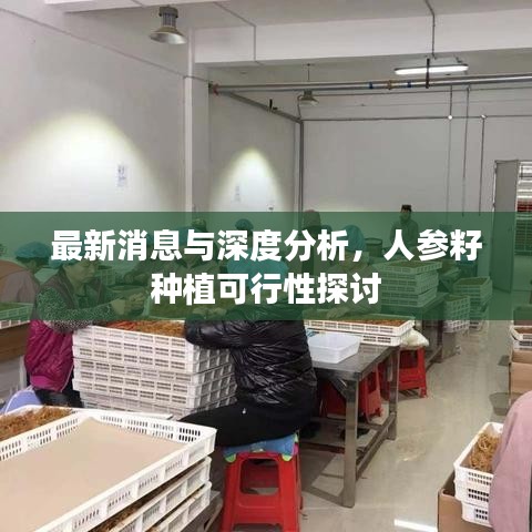最新消息与深度分析，人参籽种植可行性探讨