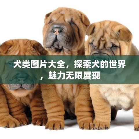 犬类图片大全，探索犬的世界，魅力无限展现