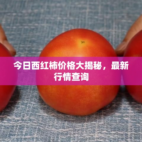 今日西红柿价格大揭秘，最新行情查询