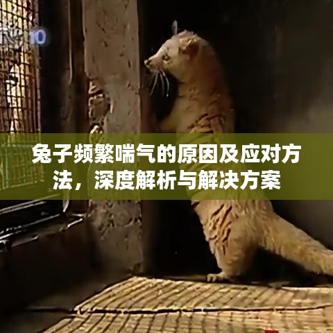 兔子频繁喘气的原因及应对方法，深度解析与解决方案